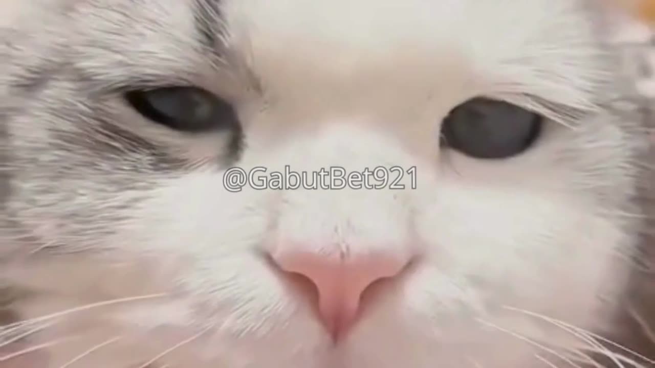 funny cat