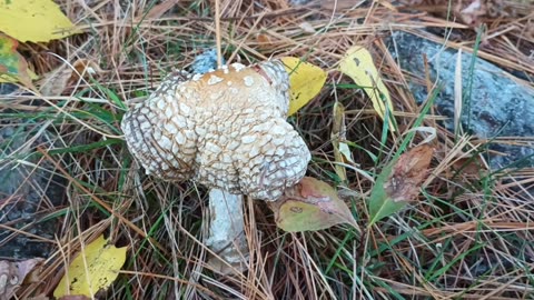 Mushroom