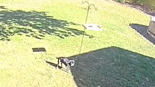 😂📸 The Funniest Animal Mishap You'll See All Day | FunFM