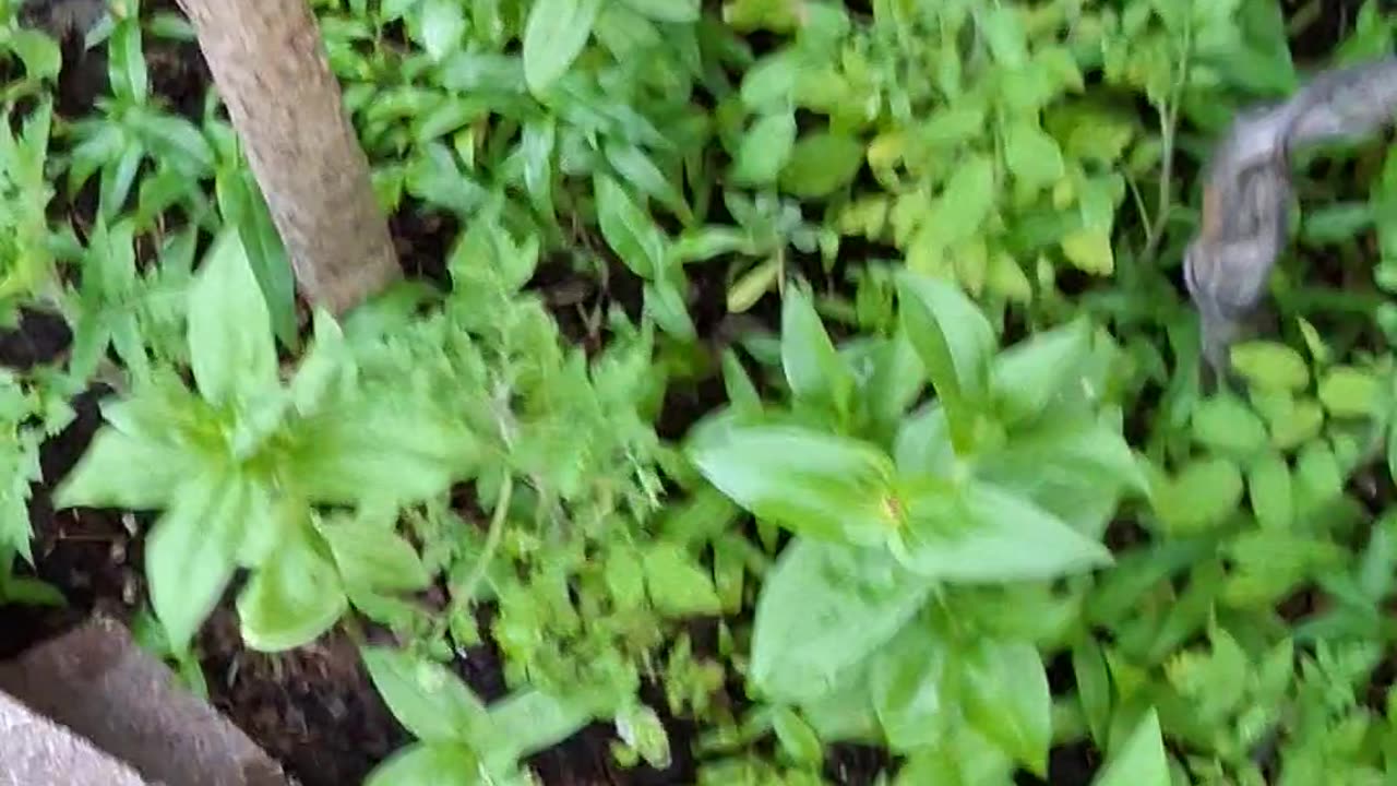 My "ElectroGarden" 🍅Zinnia J̣̌ungle