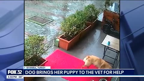 Viral video shows dog bringing her puppy to the vet for help