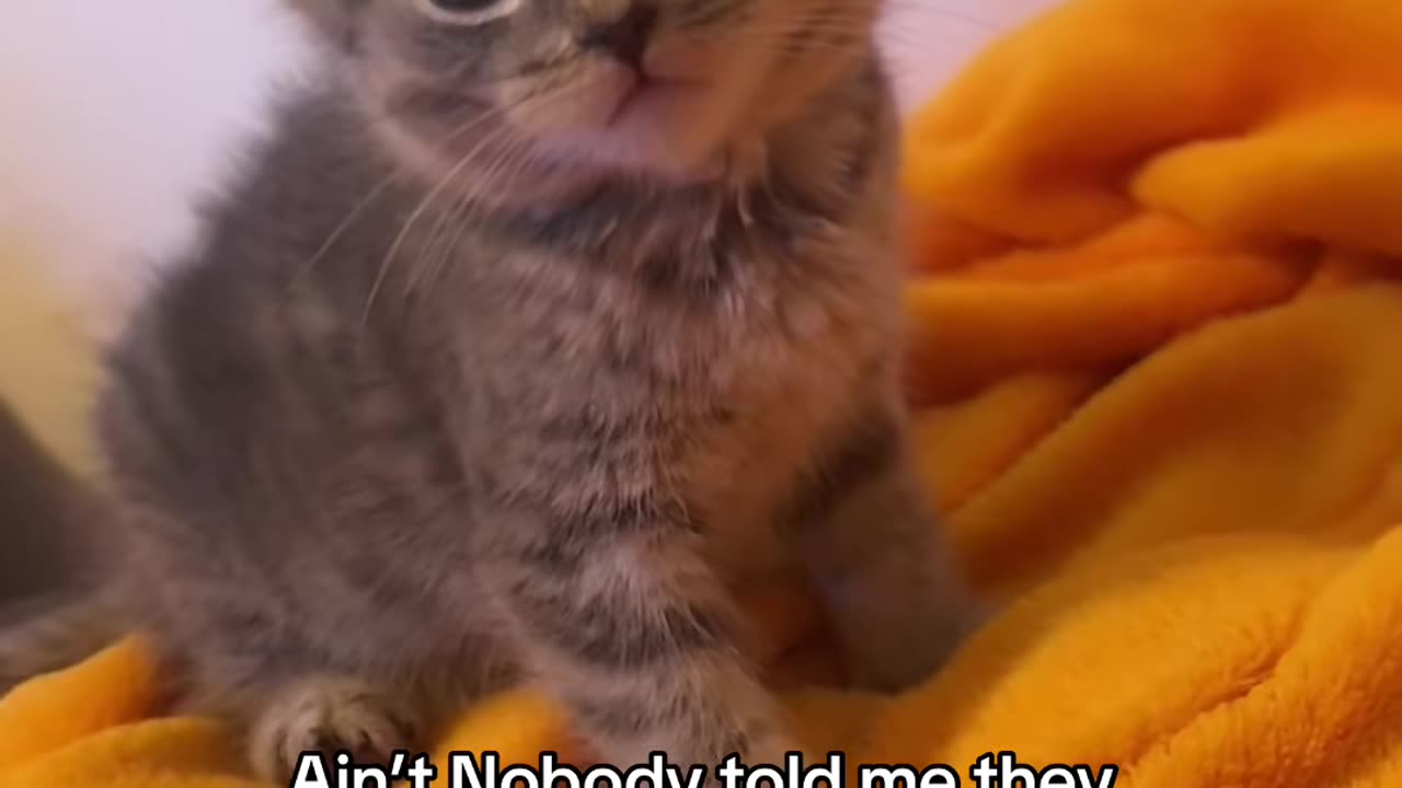 Sooo yall just left that part out #fyp #sleepykitten