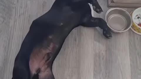 Dogs love water