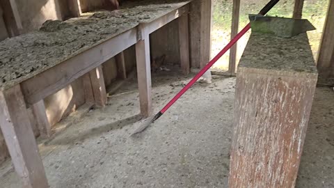 Pigeon Version of Khabib Nurmagomedov 🕊