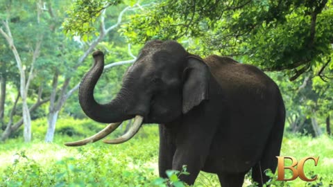 Elephant kills tourist at national park in Thailand