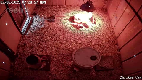 Millar Time Chicken Cam