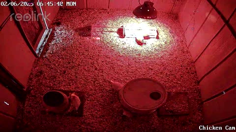 Millar Time Chicken Cam