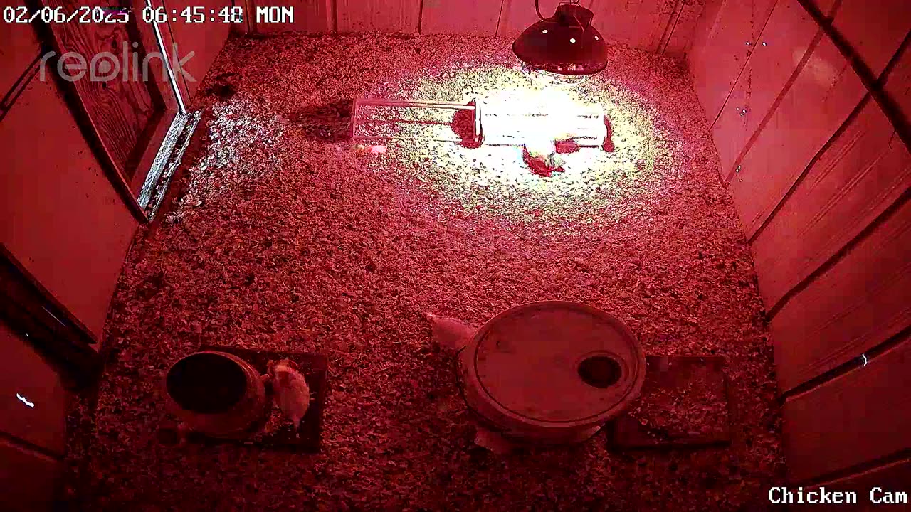 Millar Time Chicken Cam