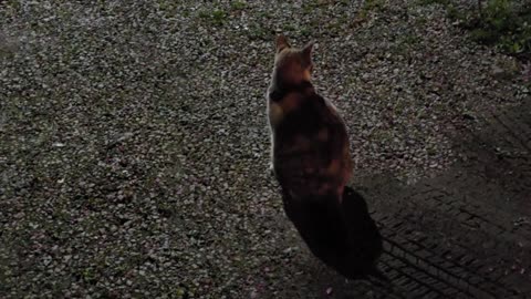 Miss Kitty.