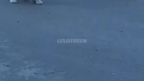 Un chiot tente de suivre un chaton