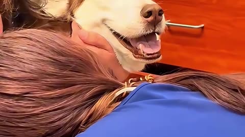 Cute Dog's Comedy Videos 🤣 so cute videos 😍 funny videos and puppies comedy scenes 🤣