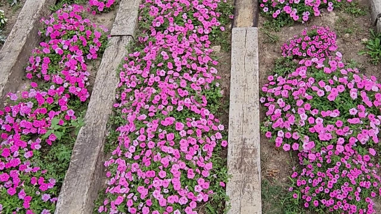 6 Minute Petunia Pit Stop