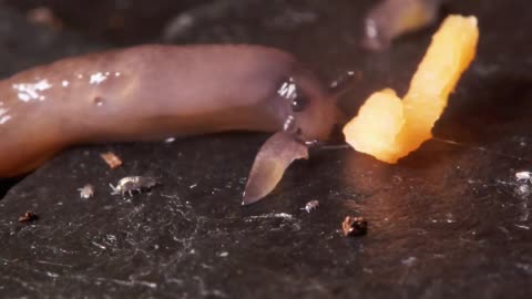 😱🐜 Angry Slimy Guys: What's Their Problem? | FunFM