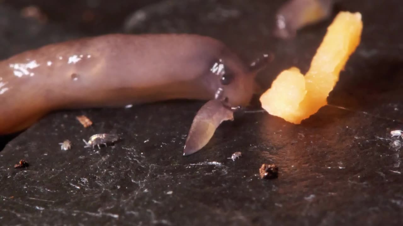 😱🐜 Angry Slimy Guys: What's Their Problem? | FunFM