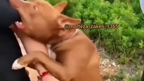 😂Pit Bull Hul's dog