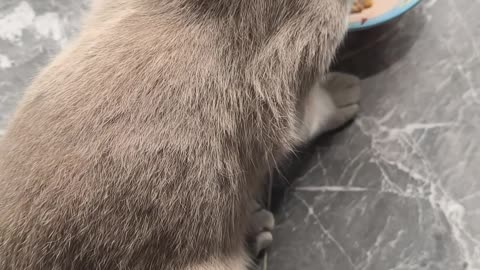 แมวเหมียวหิว