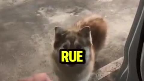 Viral: Teddy taught his sister a new trick!