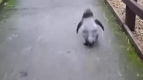 Baby penguin want a hug