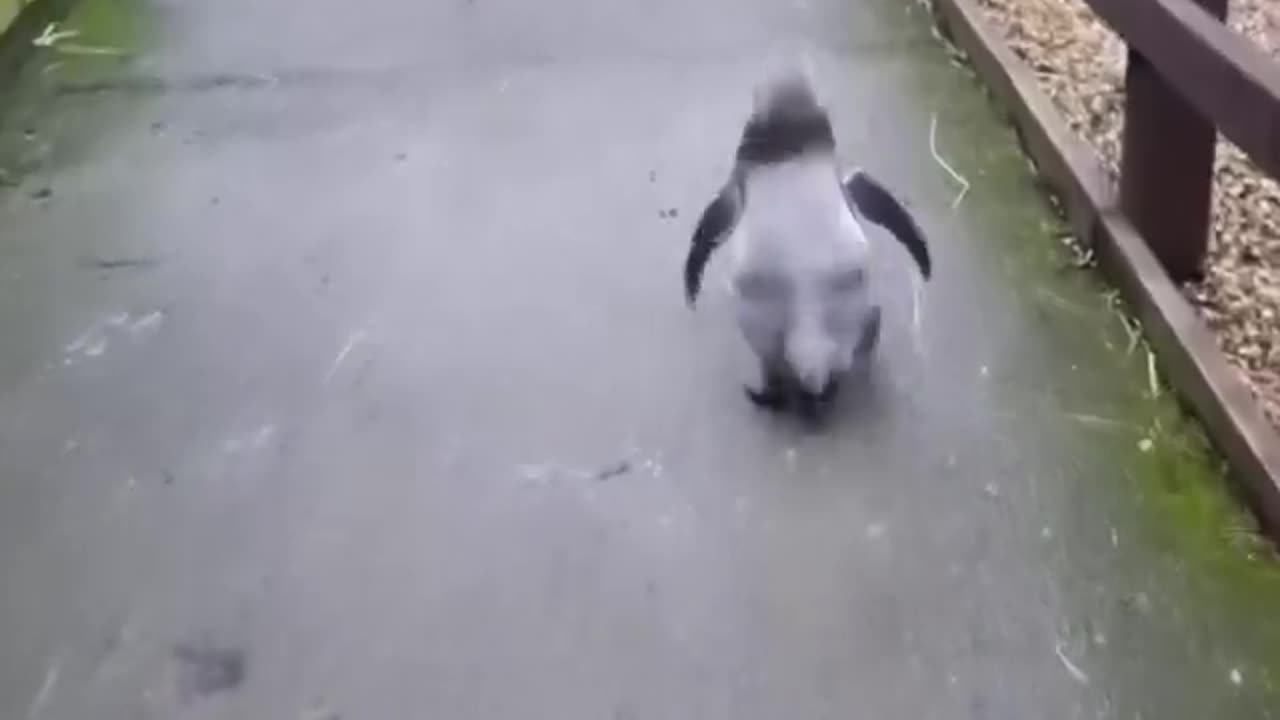 Baby penguin want a hug