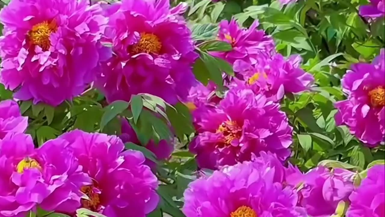 All videos