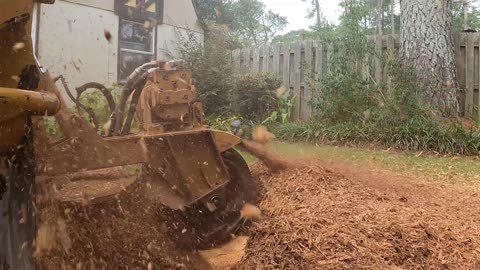 The First Stump Was Easy… But the Second One Caught Me Off Guard!