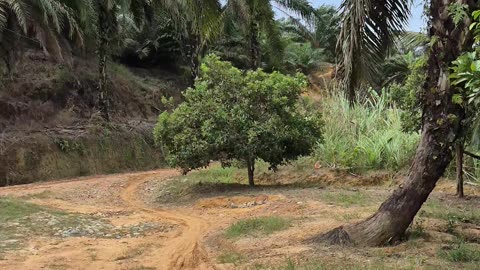 When the Wind Roars: Powerful Winds Hit the Countryside