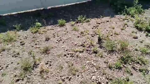 Weedy Yard