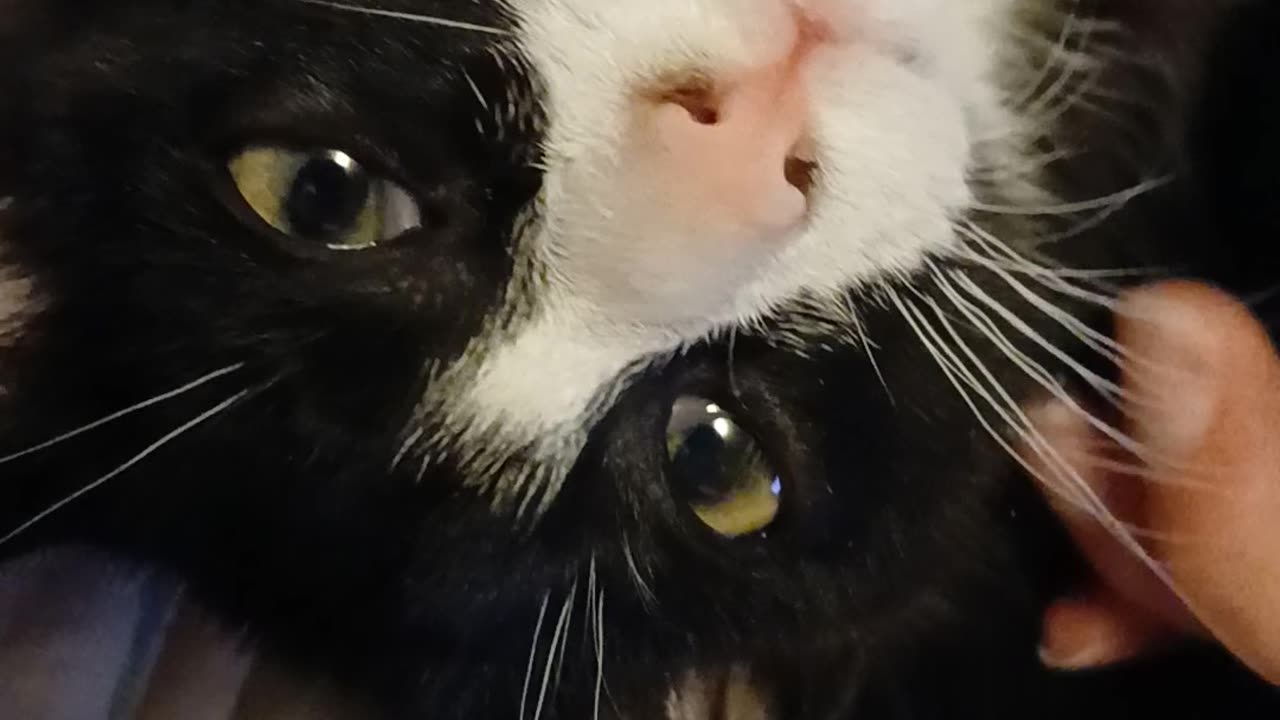 Introducing Chomusuke