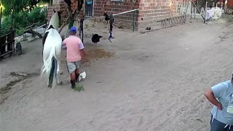 Funny elephant and horse