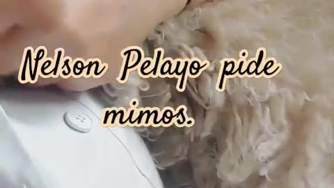 CANAL COCINA NELSON PELAYO MI PERRO