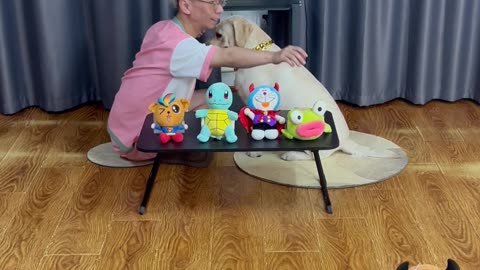 狗狗玩偶大挑战，能否挑战成功，拭目以待Dog doll big challenge, can challenge succeed?