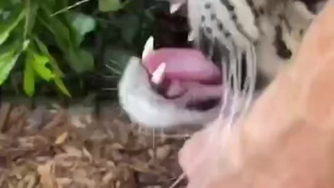 Cloudy smoky leopard