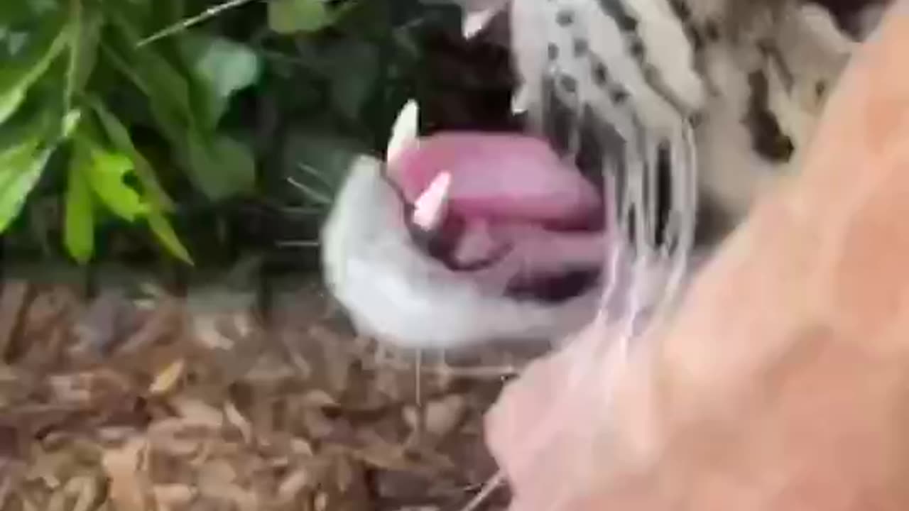 Cloudy smoky leopard