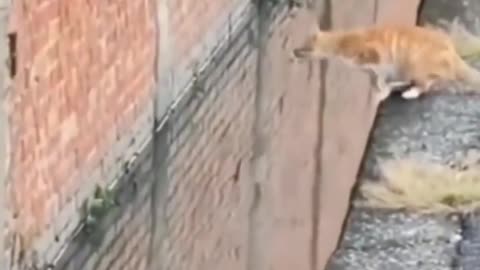 Kung Fu Cat - Crazy Cat - Funny animal videos - Funny cats/dogs - Funny animals