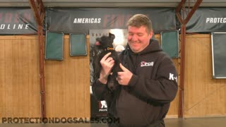 10 Wk Old German Shepherd Puppy Training
