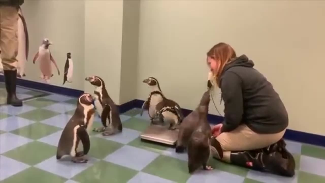 Lovely Penguins