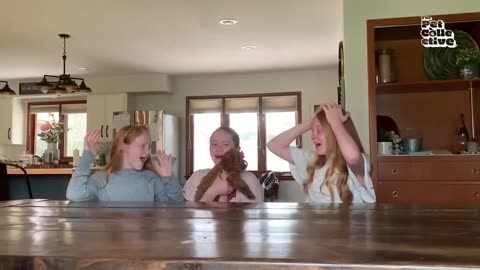Funny Dogs & Cats Videos