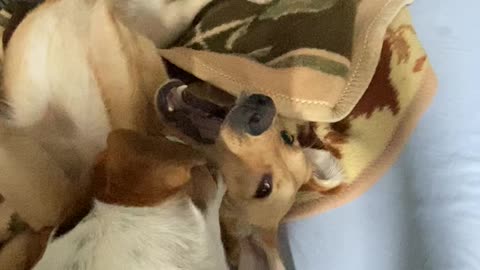 When Dogs Are Best Friends 🐕💙