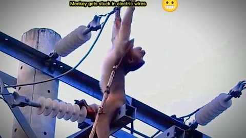 Monkey gets stuck in electric wires 🐒