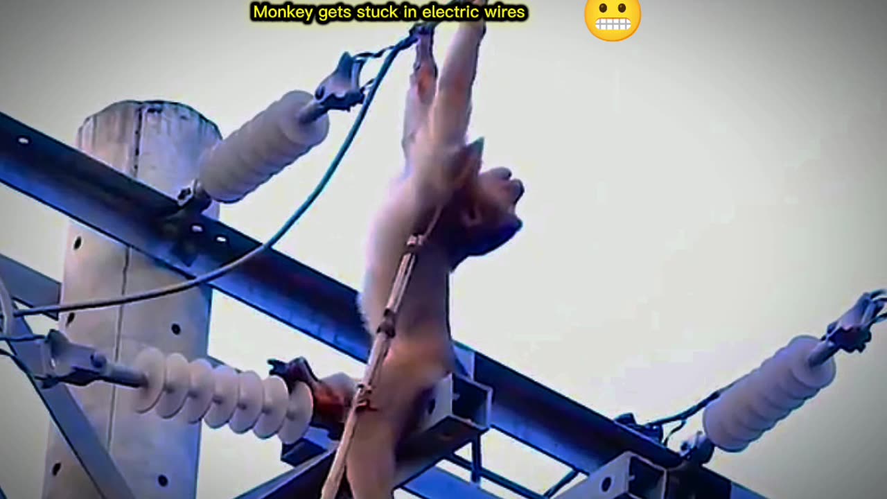 Monkey gets stuck in electric wires 🐒