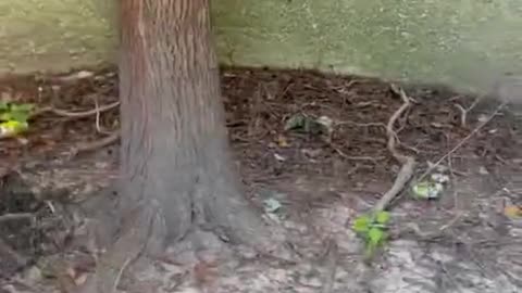 The Tree That Never Gave Up!!!