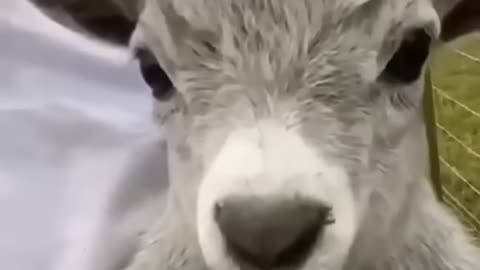 Funny animals video 2025😂😂