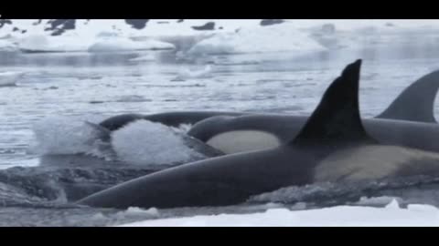 Free willy