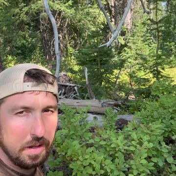 Identify Huckleberries #nature