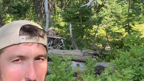 Identify Huckleberries #nature