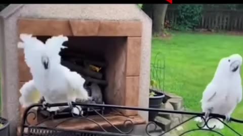 🤣🐾 The Most Addictive Animal Moment You'll Watch Today! | FunFM