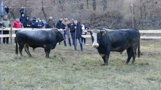 Divljak od Merđžana vs Zećo od Nosića Vinjani 2025