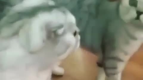 When Cats Sees Mirrors