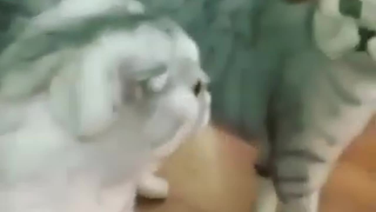 When Cats Sees Mirrors