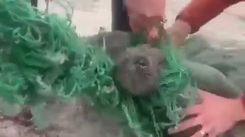 Rescue seal fishes carefully